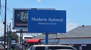 Modern Animal -Austin