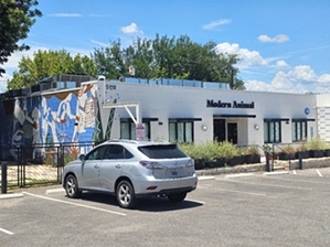 Modern Animal -Austin