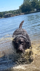 Cooper The Dog In The Water