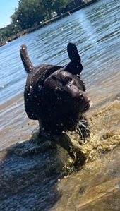 Cooper The Dog In The Water